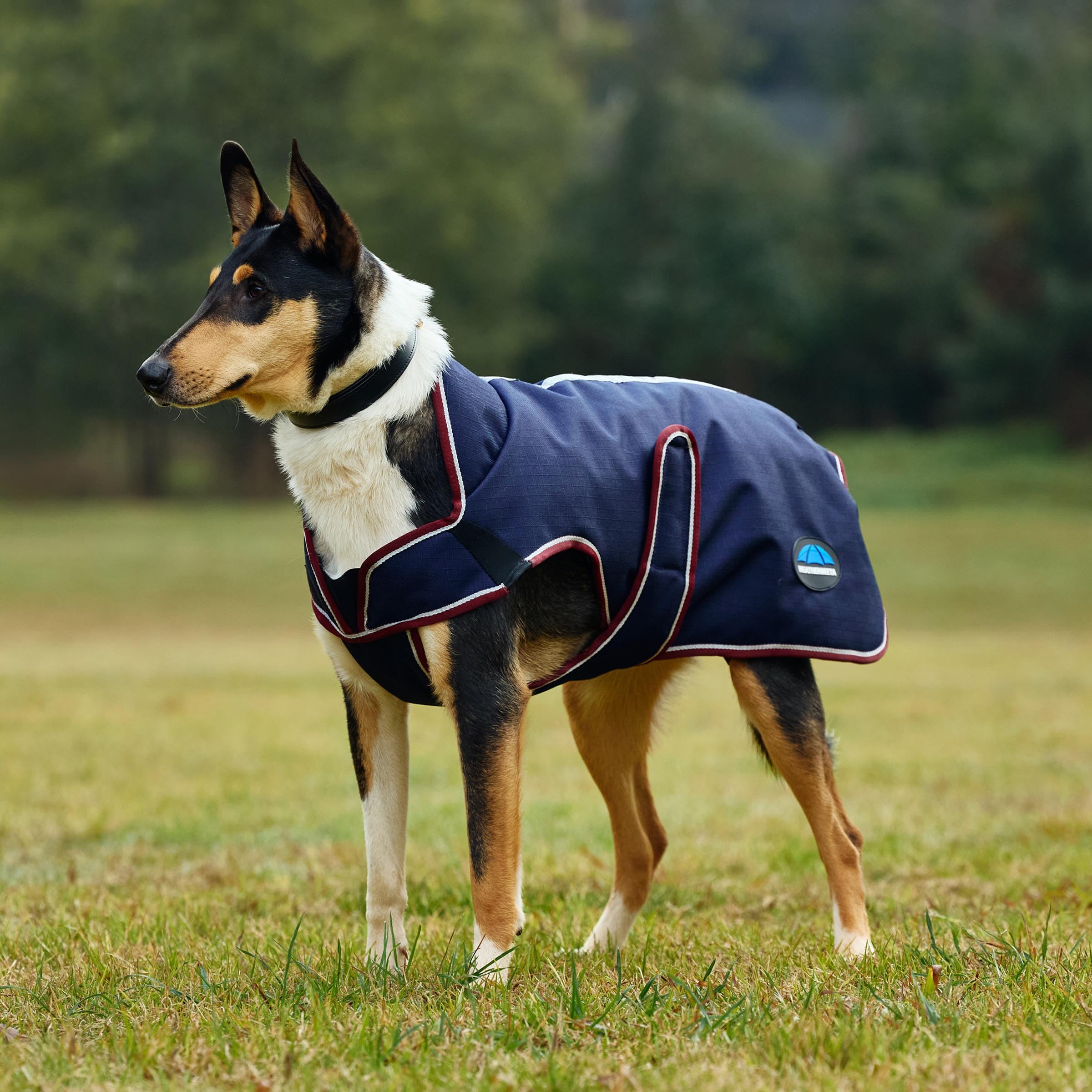 WeatherBeeta ComFiTec Premier Deluxe Hundemantel, wasserdicht, Marineblau/Burgunderrot, 60 cm