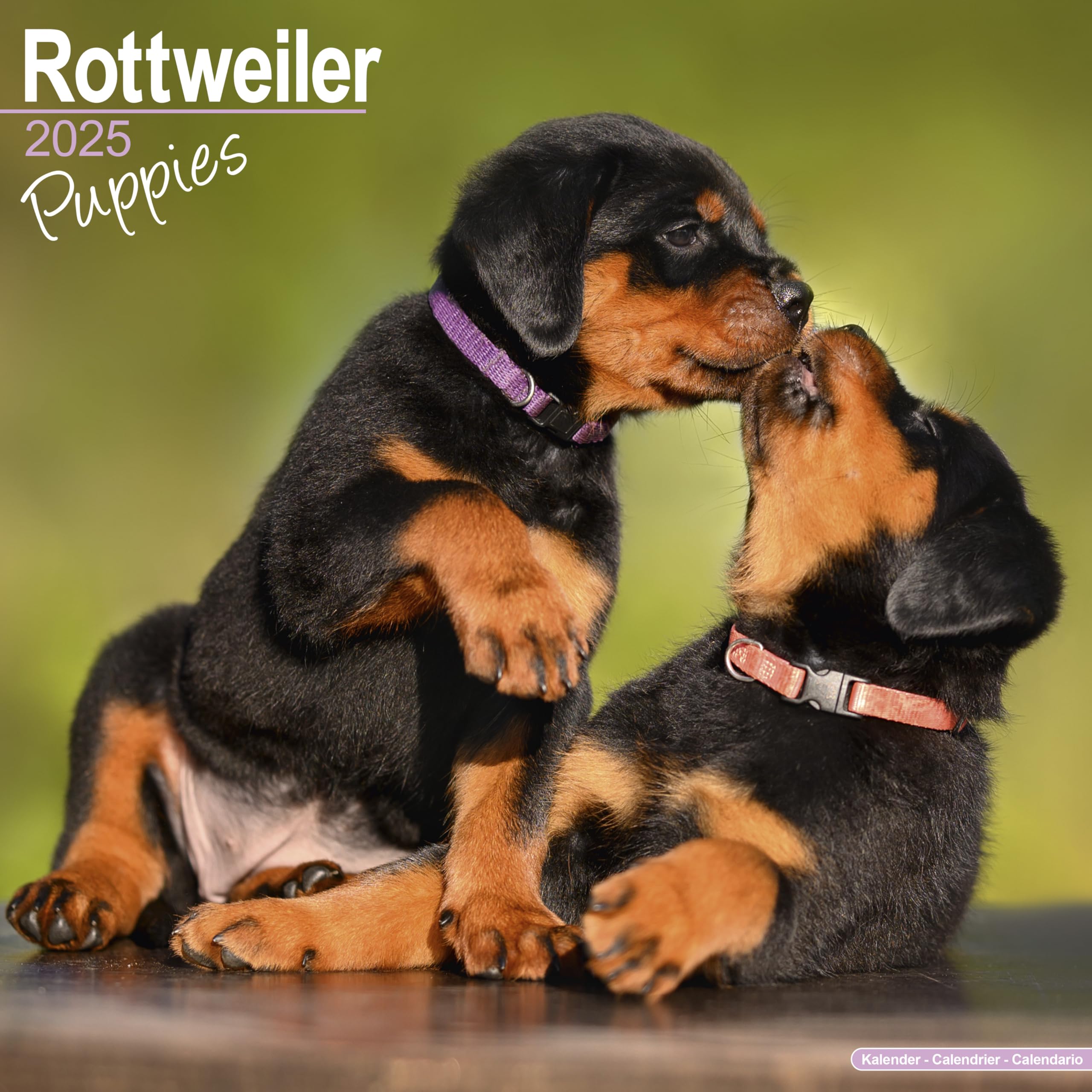 Rottweiler Puppies Calendar 2025 Square Dog Puppy Breed Wall Calendar - 16 Month