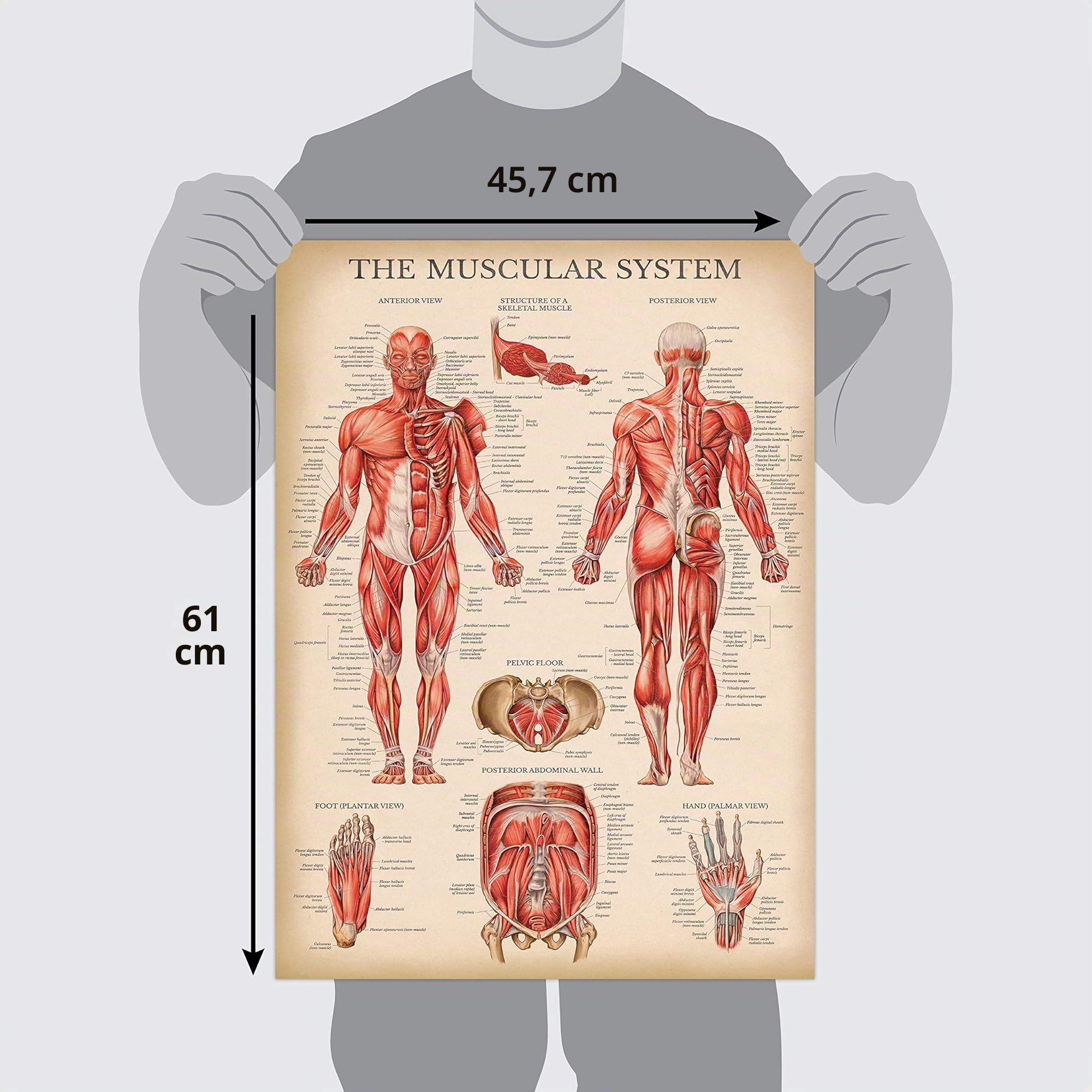 Palace Learning Lot de 4 affiches anatomiques vintage - Plastifiées - Musculaire, squelette, ligaments des articulations, anatomie de la colonne vertébrale - 45,7 x 61 cm