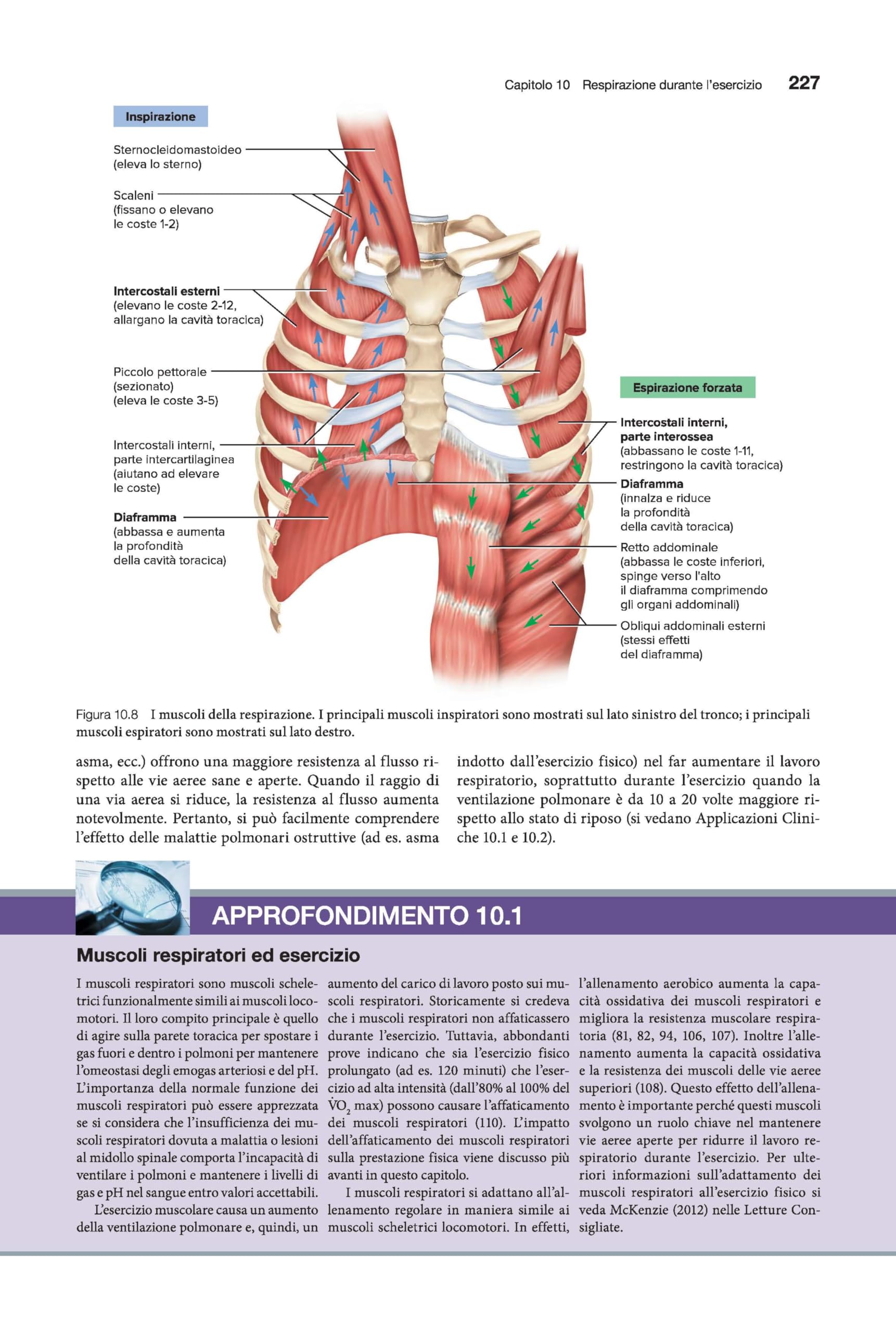 Fisiologia dell'esercizio. Teoria e pratica per forma fisica e performance