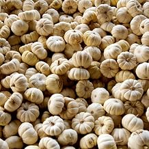 Pumpkin Garden Seeds Treated - Baby Boo Pumpkins - 1 oz - Heirloom, Non-GMO - Mini White Pumpkin Variety - Vegetable Gardening Seed