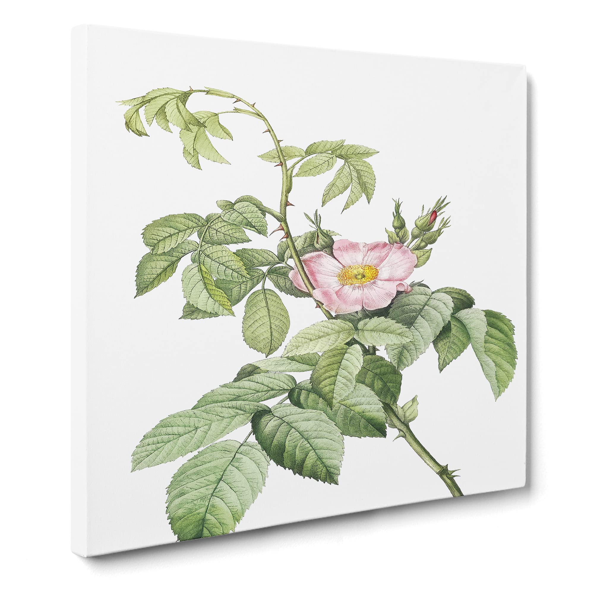 Apple Rose in Pink by Pierre Joseph Redoute Canvas Print, Mixed, 35L x 35W cm