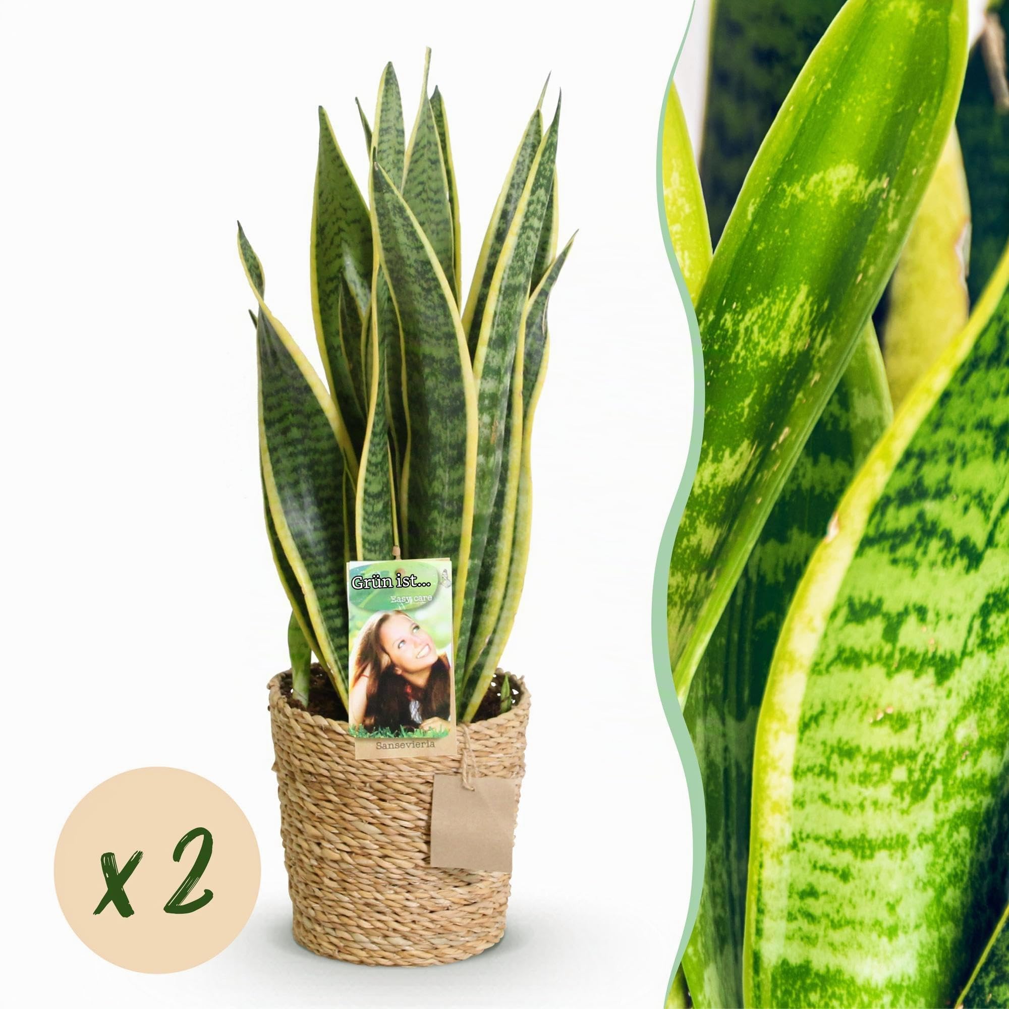 Green boutiQ - Zimmerpflanzen - Sansevieria Laurentii - Schwiegermutterzunge - Pflegeleicht - mit Korb - Grün - Gelb - 2 Pflanzen - Topf 17cm - Höhe 60-70cm