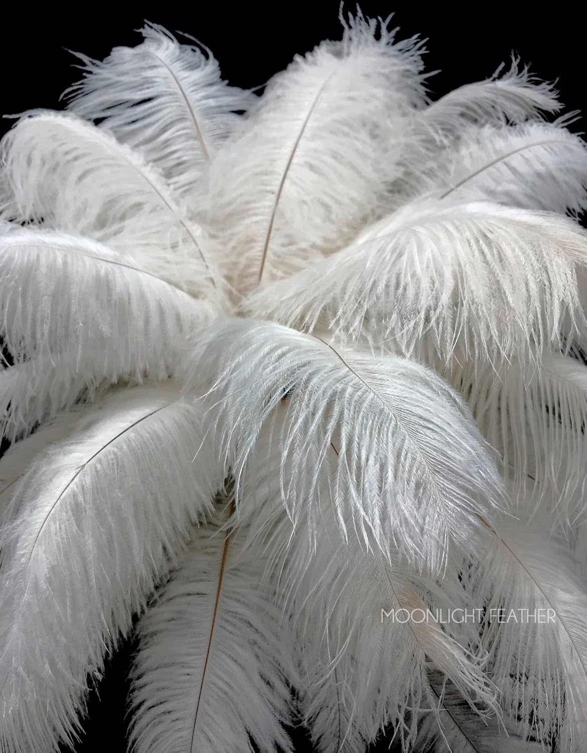 Moonlight Feather | 10 Pieces - 19-24" Off White Ostrich Dyed Drabs Body Feathers SFP Wedding Party Gatsby Centerpiece Supplier
