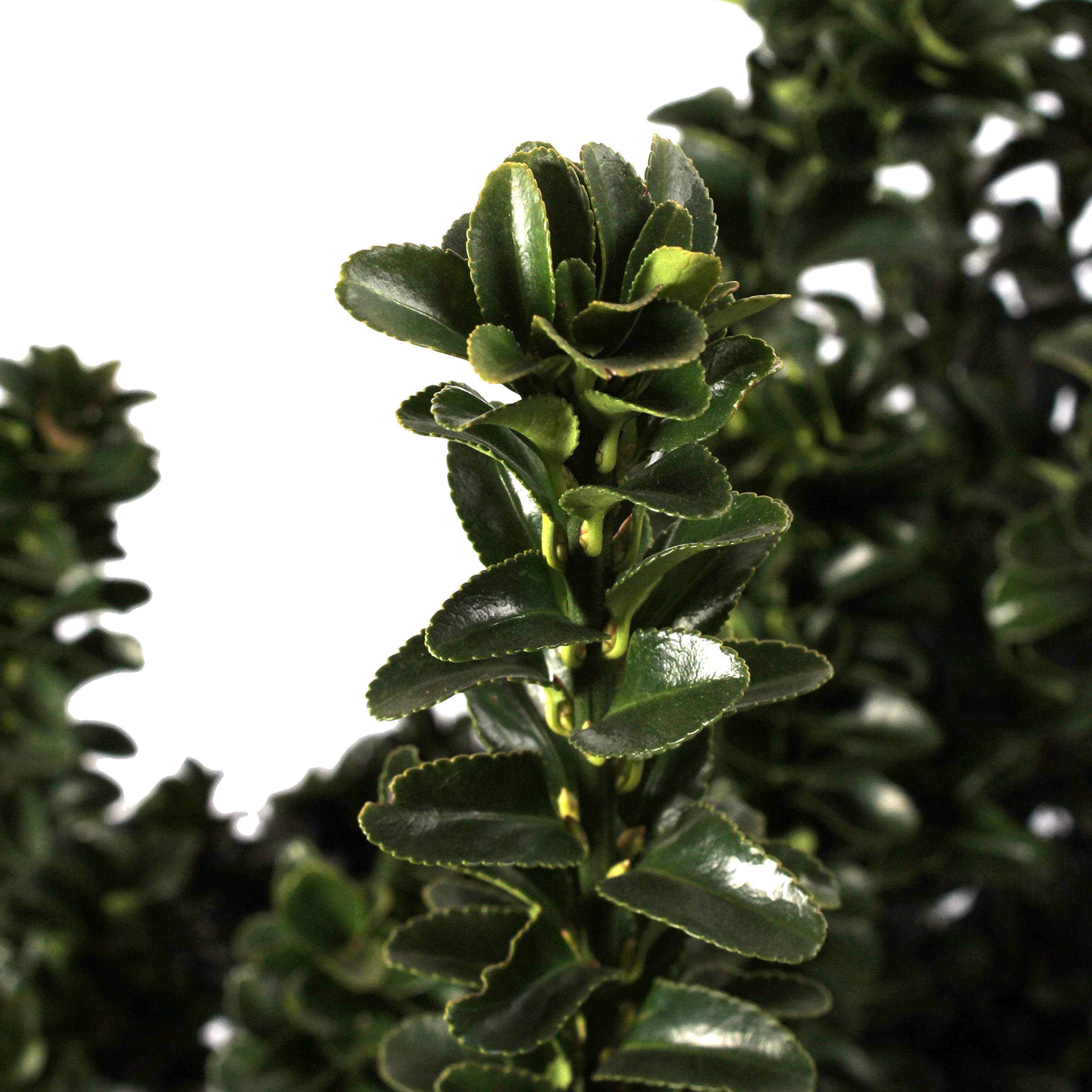 KENTIS - Euonymus Japonicus Benkomasaki - Evonimo Giapponese - Piante da Esterno da Siepe - Pianta Vera Resistente - H 100-125 cm Vaso Ø 30 cm