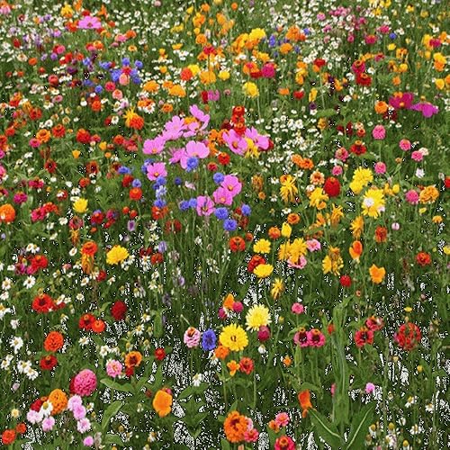 Mezcla prémium de semillas de flores silvestres nativas de América del Norte, sin rellenos, 1/2 libra