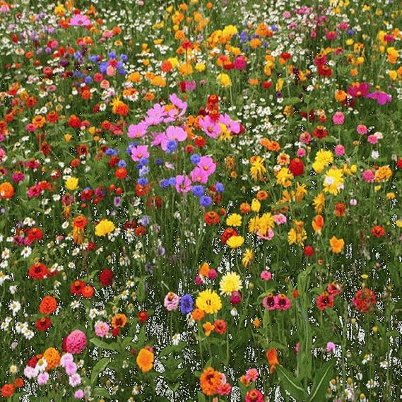 Premium North American Native Wildflower Seed Mix, No Fillers, 1/2 LB