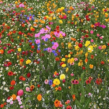 Premium North American Native Wildflower Seed Mix, No Fillers, 1/2 LB