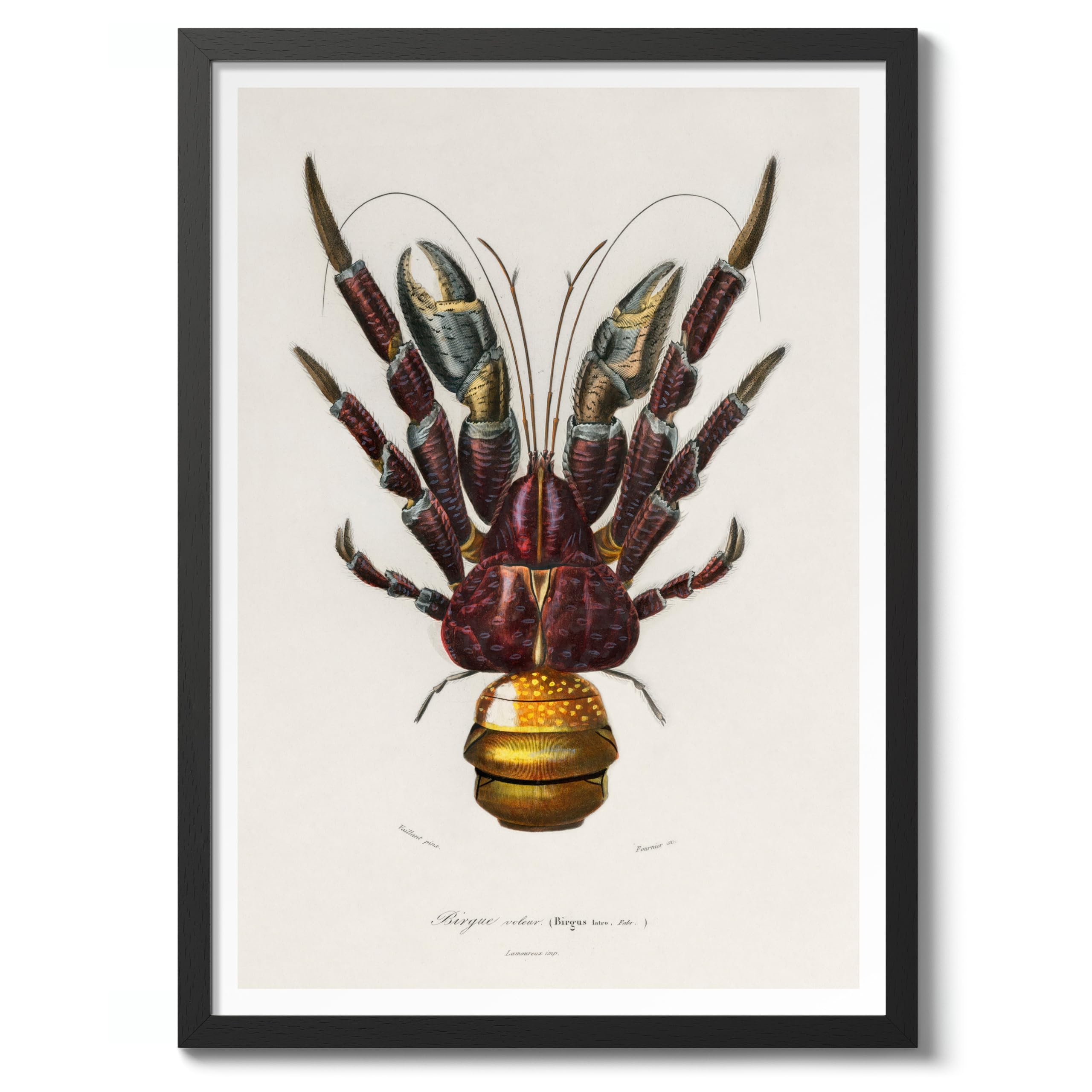 Coconut Crab Charles Dessalines D'Orbigny Poster, Vintage Botanical Prints, Encyclopedia Retro Wall Art Home Decor, Archival Matte, A4 (Black Frame) - 29.7x21cm โ image 1