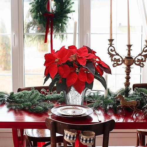 Miniatura 2 de Wild Interiors Green Circle Growers - Paquete de 6 plantas de flor de pascua roja viva en macetas de cultivo de 6 pulgadas con cubiertas decorativas