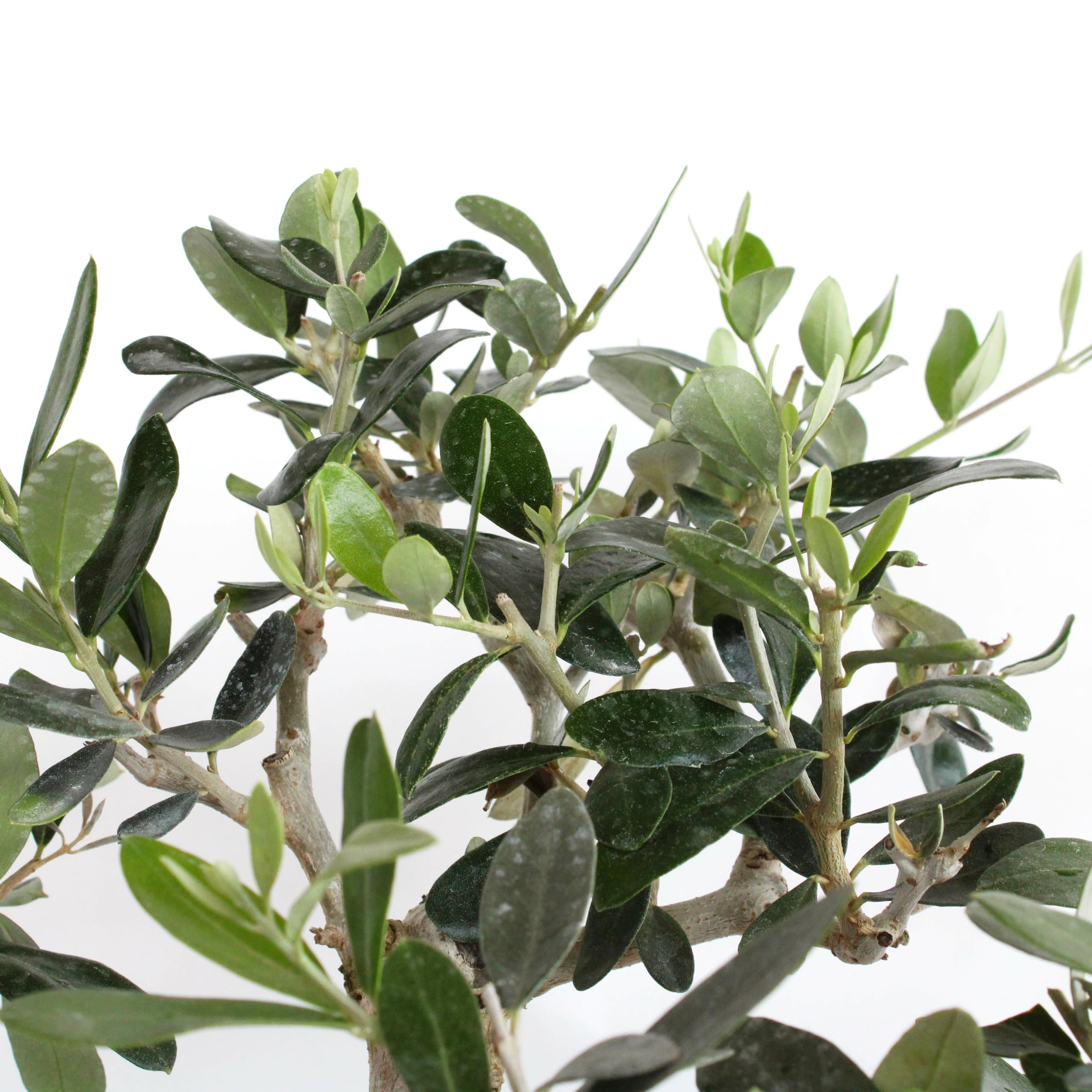 KENTIS - Bonsai Olea Europaea - Bonsai Grove 3 Olivos - Plantas Auténticas de Exterior - Maceta de Cerámica - H 30-35 cm Maceta Ø 30 cm