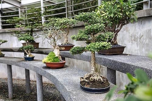 Miniatura 4 de Paquete de árbol bonsai Colección de 5 plántulas de árboles vivos The Jonsteen Company