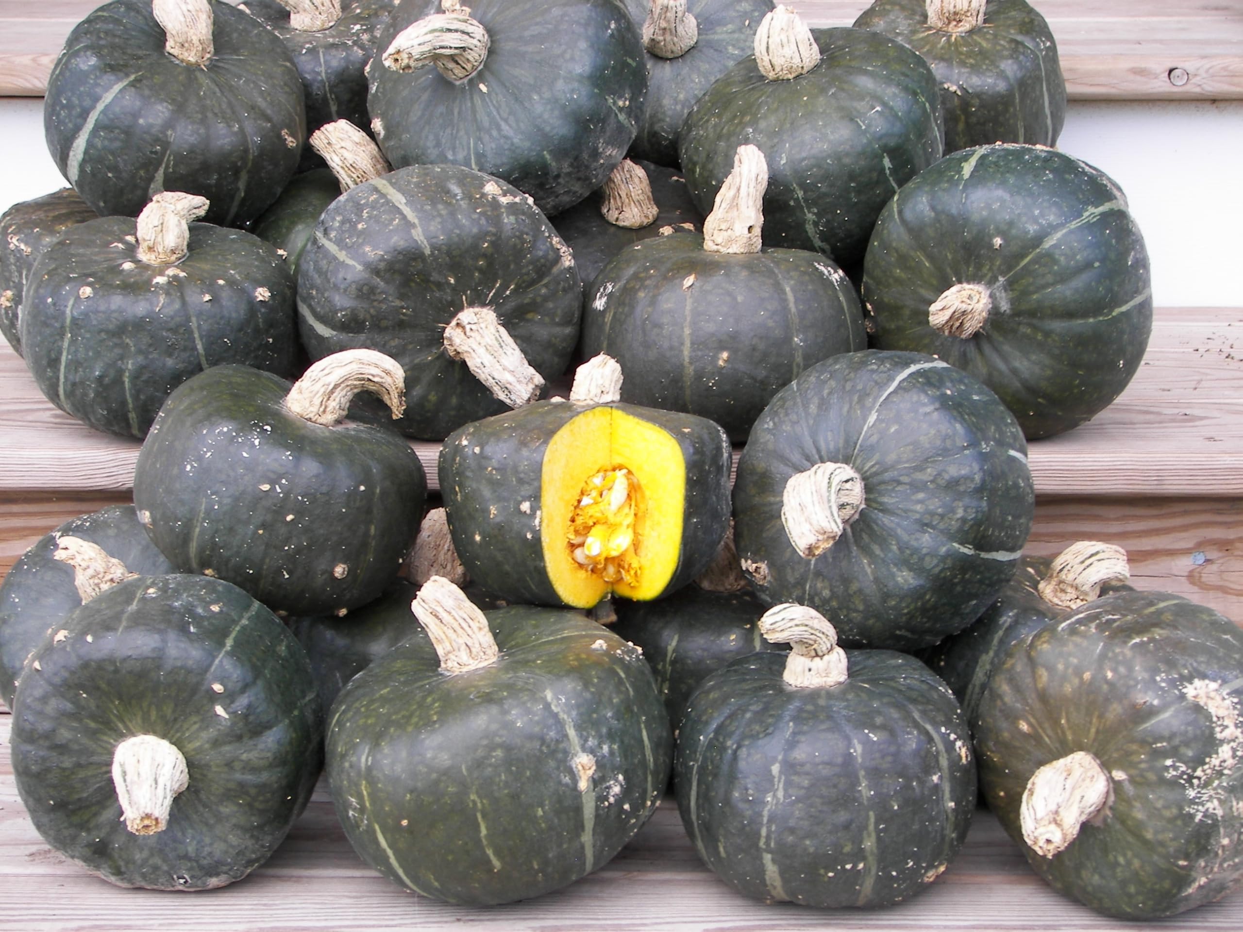 JustSeed Burgess Buttercup Winter Squash Seeds, Dark Green Heirloom Variety, Sweet Orange Flesh, Turban-Shaped Fruits (50 Seeds)