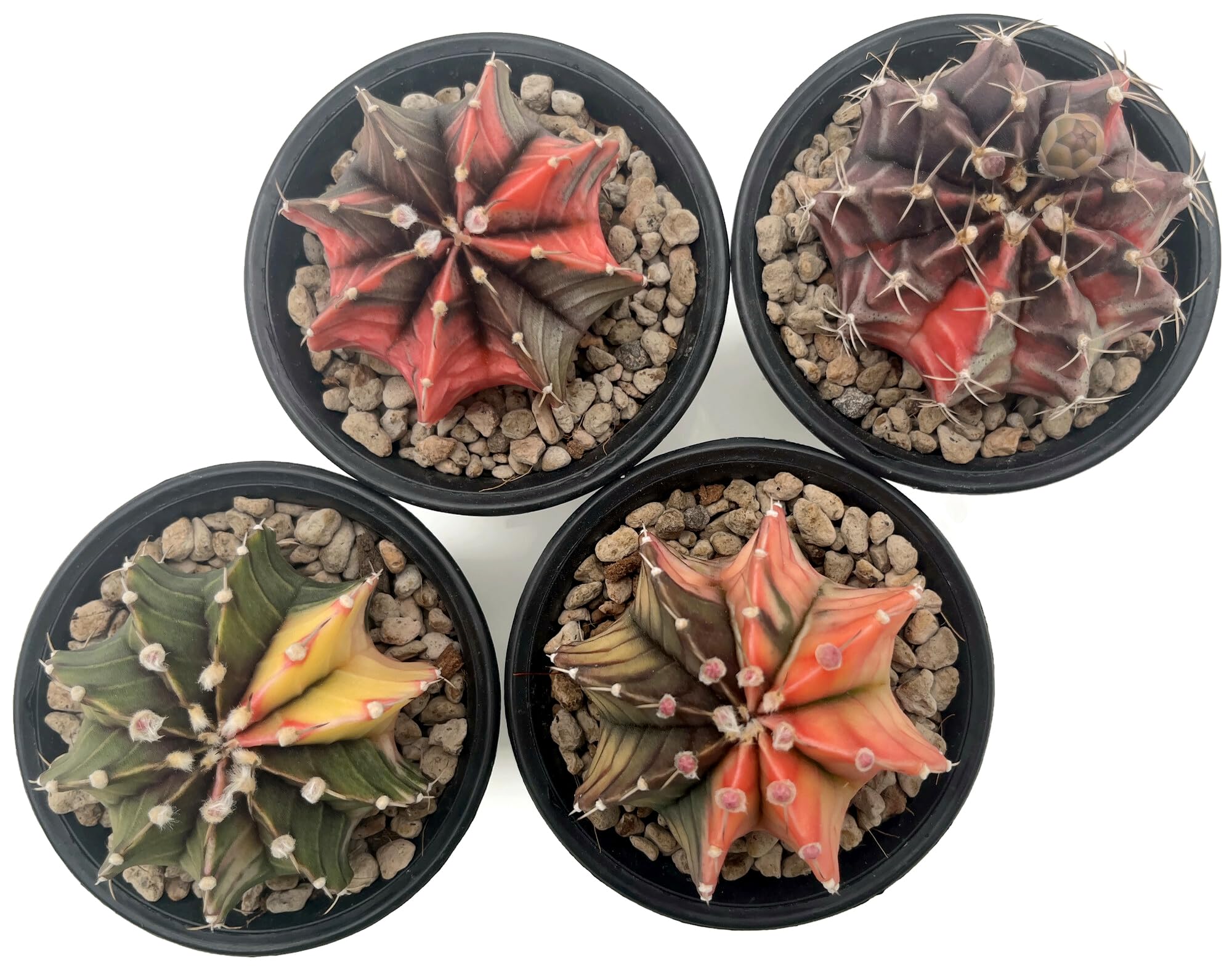 Gymnocalycium mihanovichii variegata - Mixed Clone - bunter Kaktus im Ø 9 cm Topf - exotische Zimmerpflanze - pflegeleichte Sukkulente
