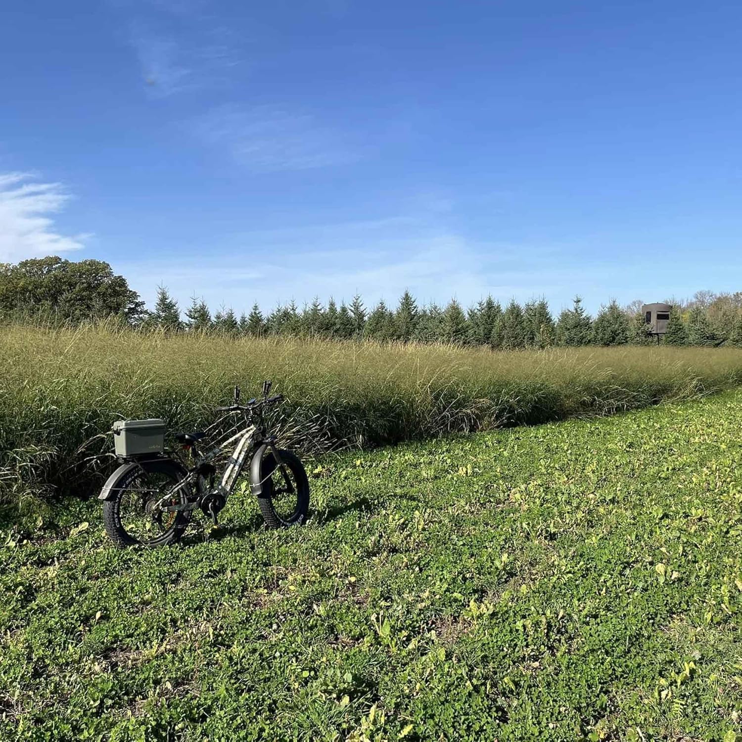 RC Big Rock Switchgrass Seed for Planting - 4 lb Bag - Native Tall Prairie Grass for Deer Screening, Bedding Areas & Wildlife Habitat, Grows Up to 9 ft Tall, Plants 1/2 Acre