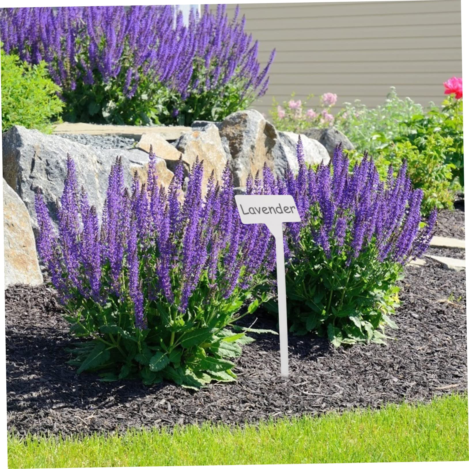BESPORTBLE 60 Pièces Étiquette De La Plante Marqueur De Pépinière Fleur Marqueur Bande De Notes Végétales Étiquette De Signe De Plante Pots De Fleurs En Plein Plastique Blanche