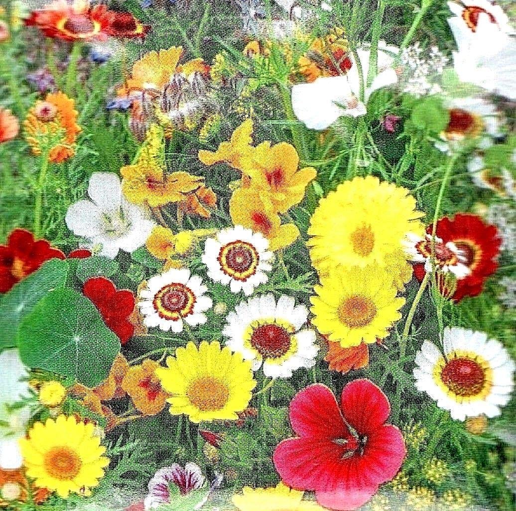 Fiori commestibili Miscela Ottimo per le insalate 5 g di semi di Fiori/Buzzy 4886