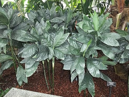 Miniatura 2 de Palmera de metal - Planta viva en una maceta de cultivo de 6 pulgadas - Chamaedorea Metallica - Palmas ornamentales raras de Florida