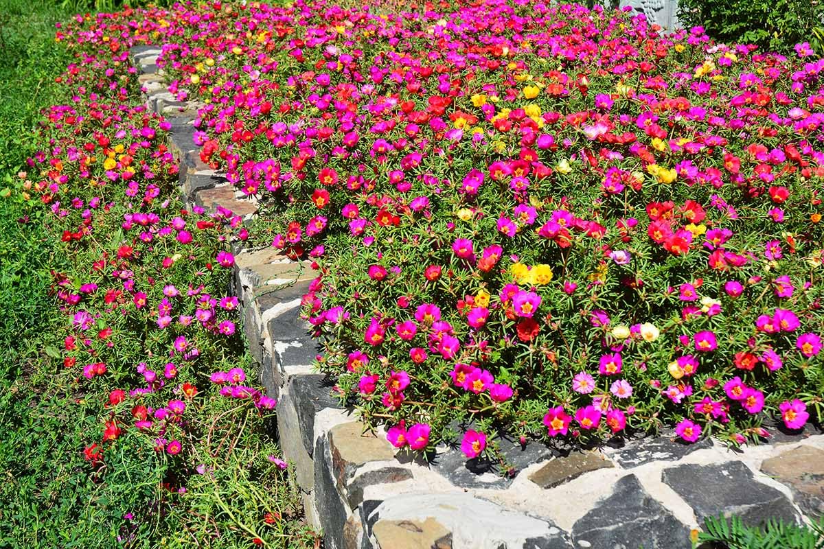 Colorful Moss Rose Seeds - Instant Garden Blooms -3