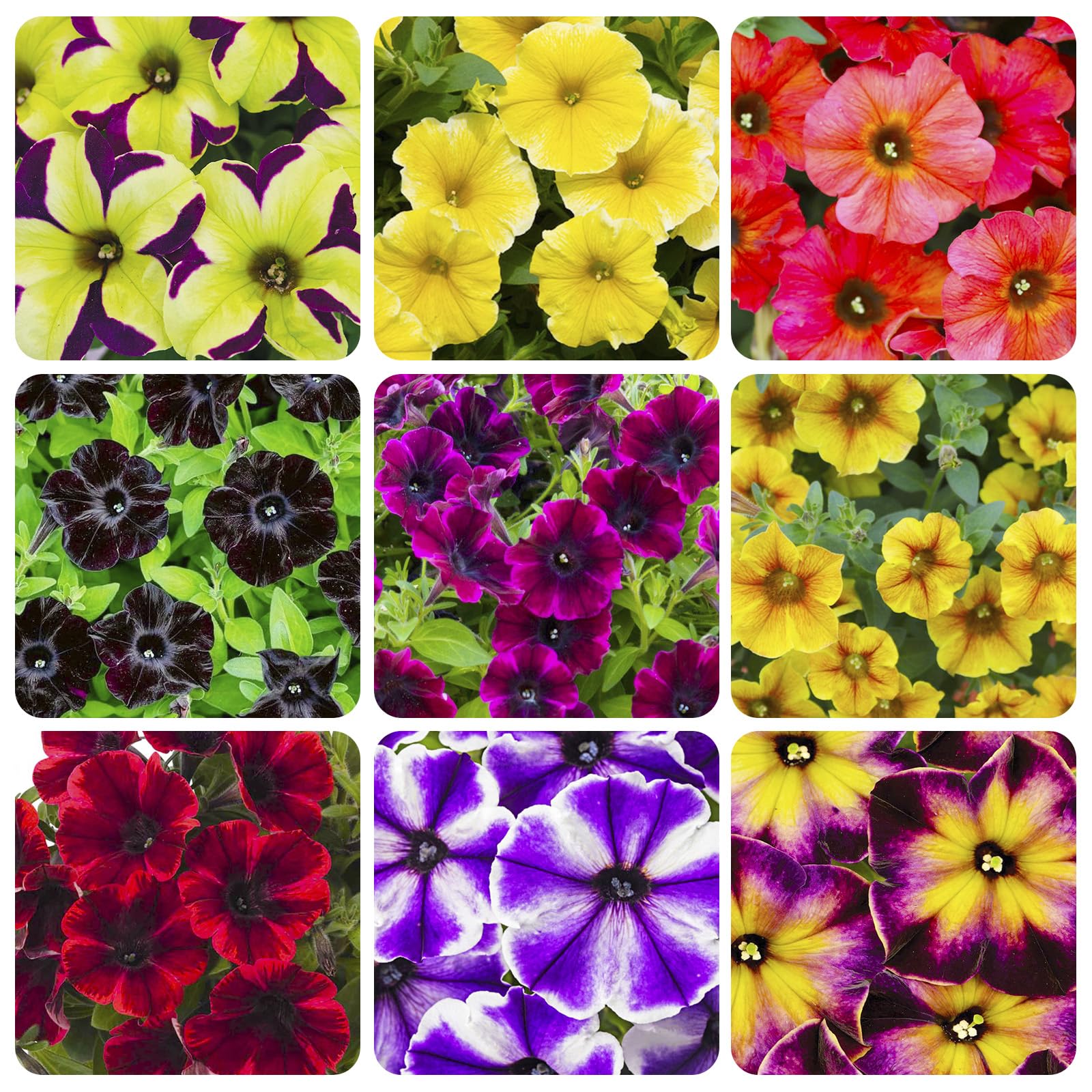 300+ Annual Petunia Superstar Flower Seeds - Petunia Flower Seeds, Flowering Plants for Home Garden Outdoor Planting and Cultivation
