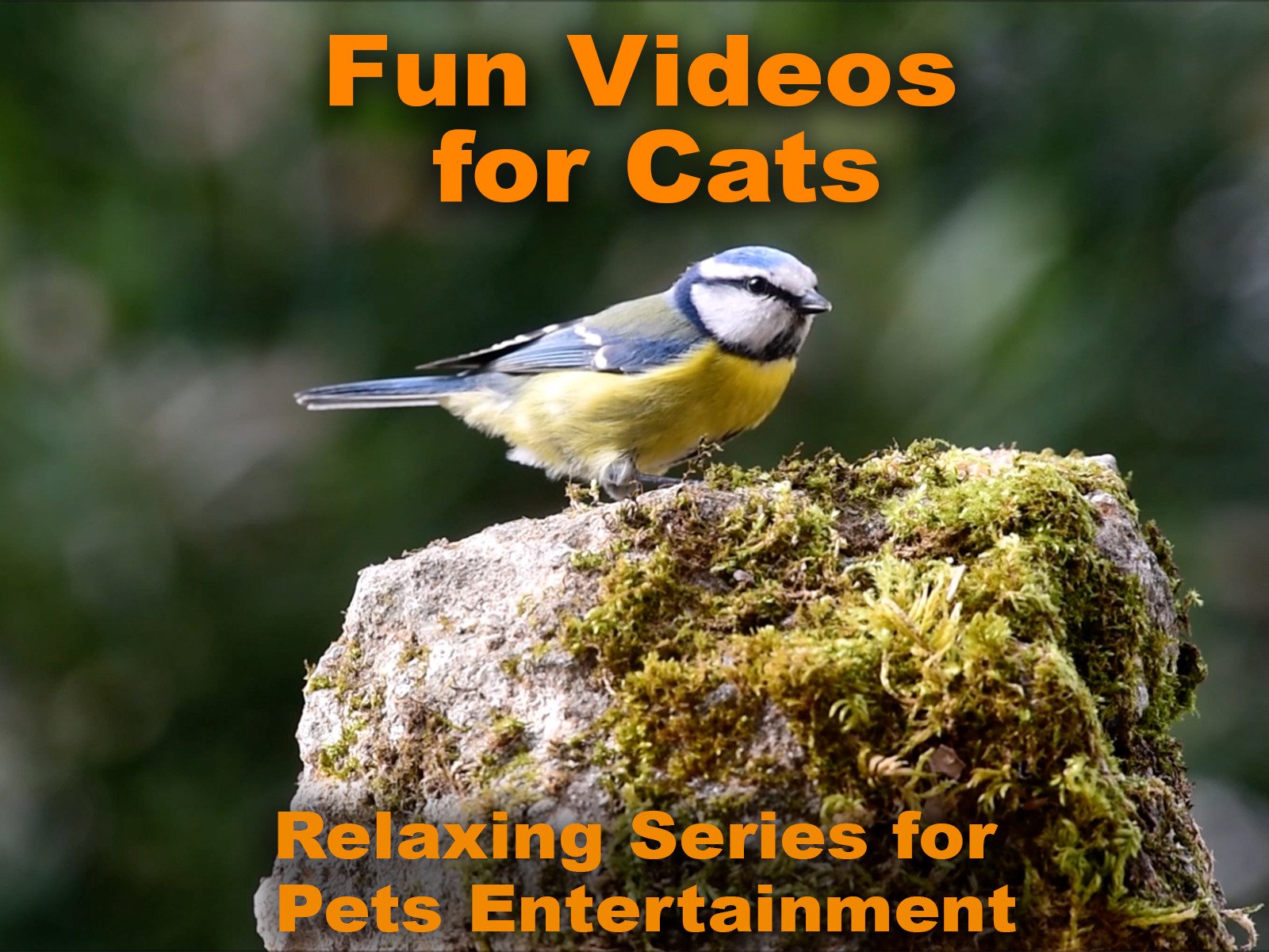 bird videos for cats