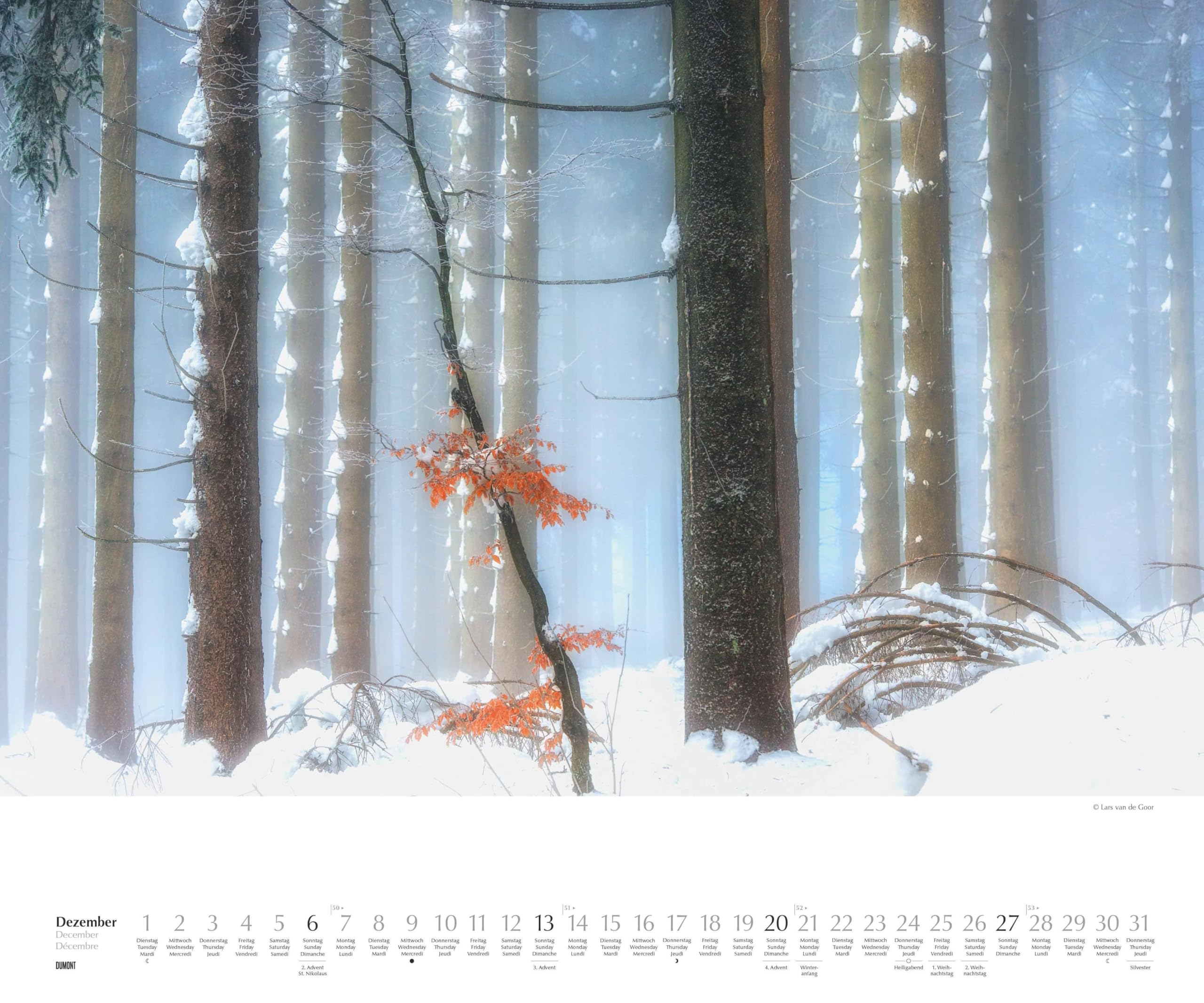 DUMONT - Waldspaziergang 2026 – Fotokunst-Kalender Querformat 60 x 50 cm – Naturfotografie von Lars van de Goor für Wald- & Naturfreunde: A walk in the Woods Promenade en foret