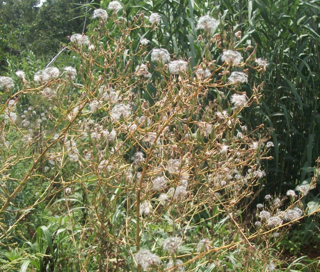 Wild Prickly Lettuce - Lactuca serriola 50 Seeds (Organically Grown)