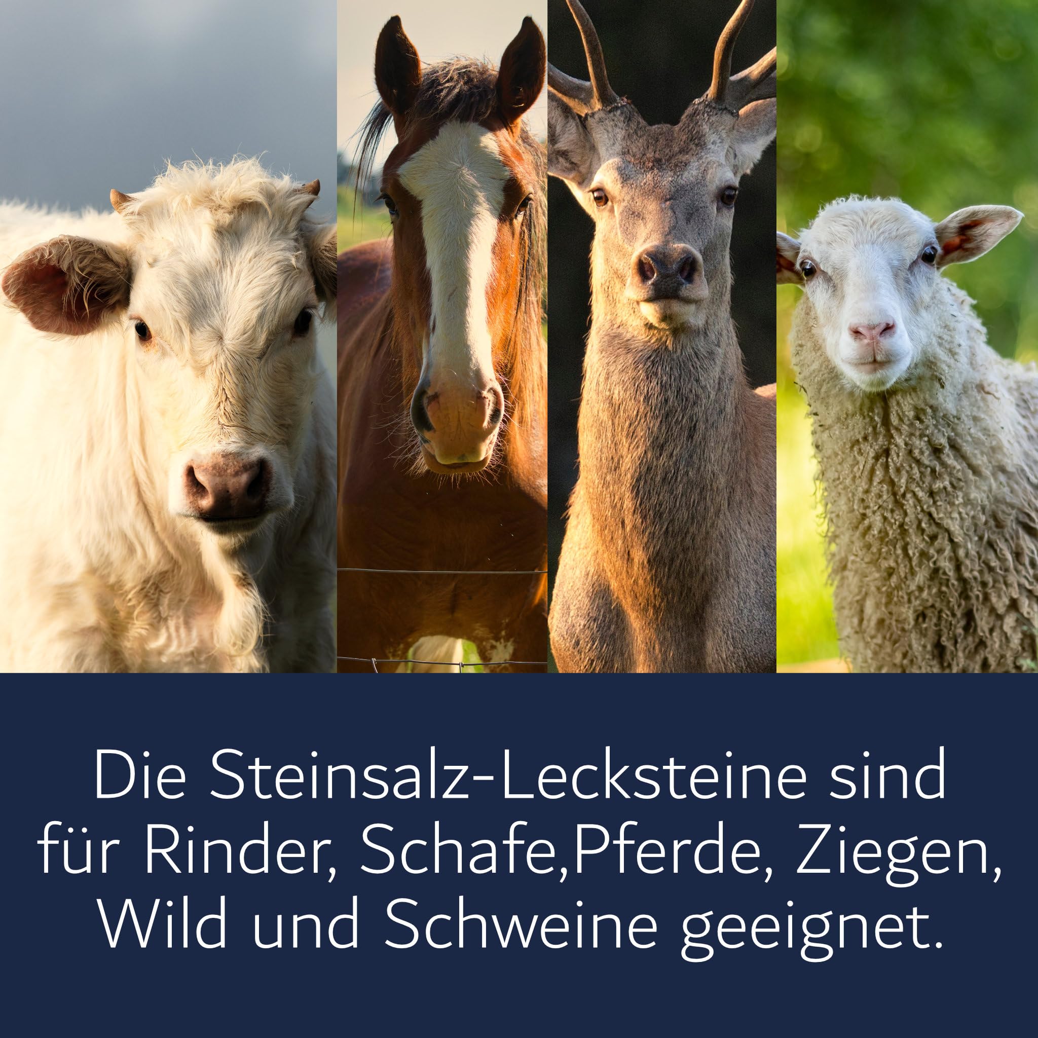 Salit Natur Steinsalz-Leckstein, 4 x 5 kg (20kg), 4er Pack | Für Rinder, Pferde, Schafe, Ziegen und Wild, Witterungsbeständig