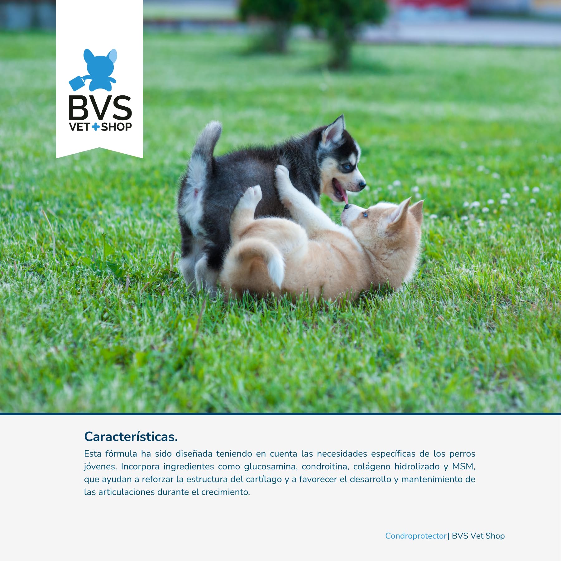 BVS Vet Shop | Condroprotector Cachorros MSM para Perros | Formulado para Cachorros, Apoyo nutricional para favorecer el Buen Estado fisiológico de Las articulaciones | 300 Comprimidos