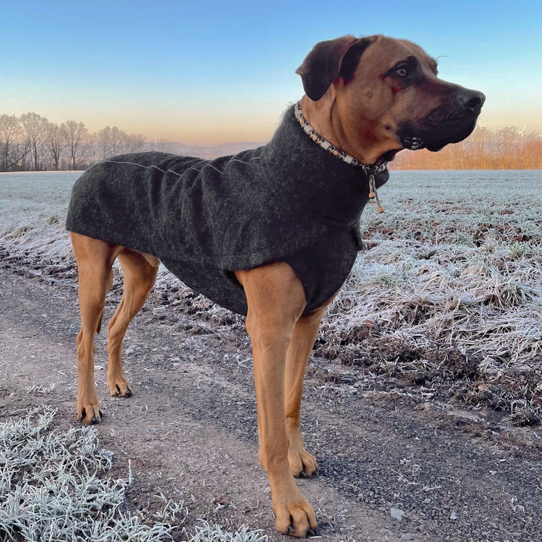 EDEL&SCHNELL Hundemantel wasserdicht, Woll-Wintermantel für Ridgebacks, Dalmatiner, Weimaraner und andere schlanke Rassen, Hunde Wintermantel Größe 65-70