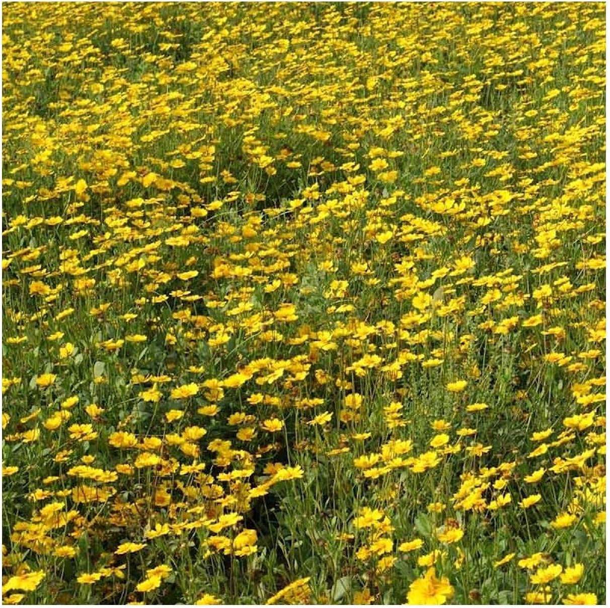 Everwilde Farms - 1 Lb Picta Tickseed Native Wildflower Seeds - Gold Vault