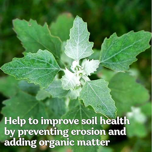 Miniatura 4 de KVITER 10000 Semillas de cuarto de cordero (álbum Chenopodium) - Semillas de ganso blanco, herencia y malezas comestibles - Semillas de hierbas