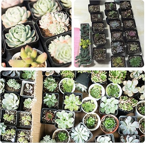 Miniatura 5 de GOETOR Macetas cuadradas para vivero, 100 unidades, contenedor duradero para iniciar plántulas o suculentas (2.2 pulgadas)