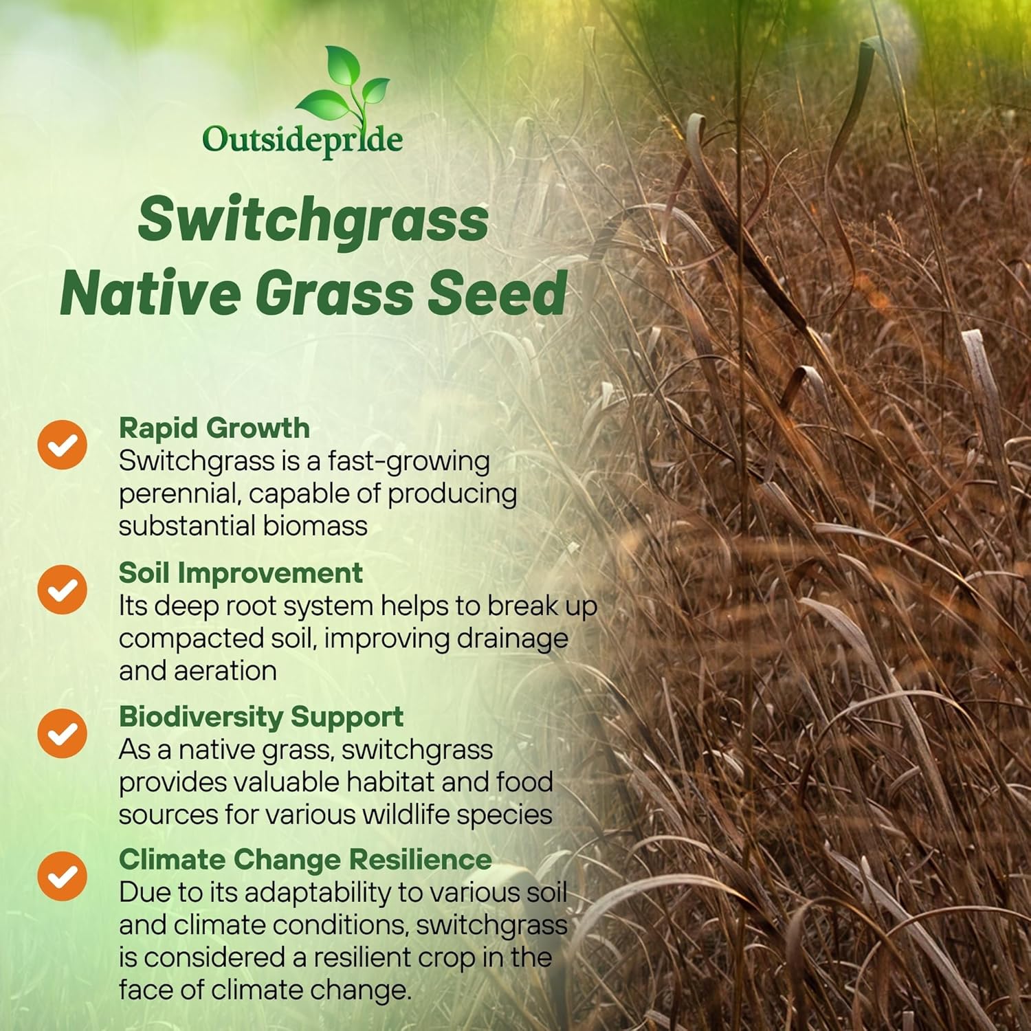 Outsidepride Switchgrass Seed - 1 lb. Perennial Hardy, Drought & Flood Tolerant Native Grass Seed Ideal Fast-Growing Grasses for Erosion Control, Wildlife Forage & Food Plots, Thrives in Poor Soil