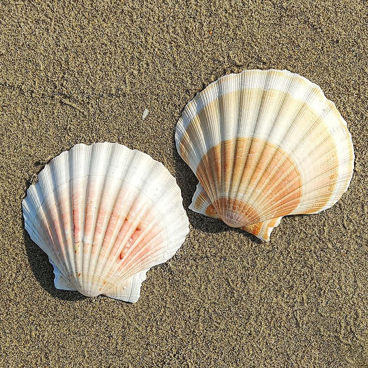 Grandi Conchiglie Marine, Conchiglia Naturale, 9-10 cm for Decorazioni for Matrimoni, Tema Spiaggia, Feste, Decorazioni for la casa, Acquario, paesaggistica, 9 cm(10cm)