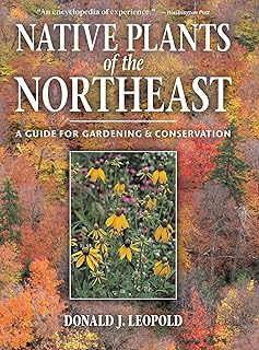 native plants of the northeast