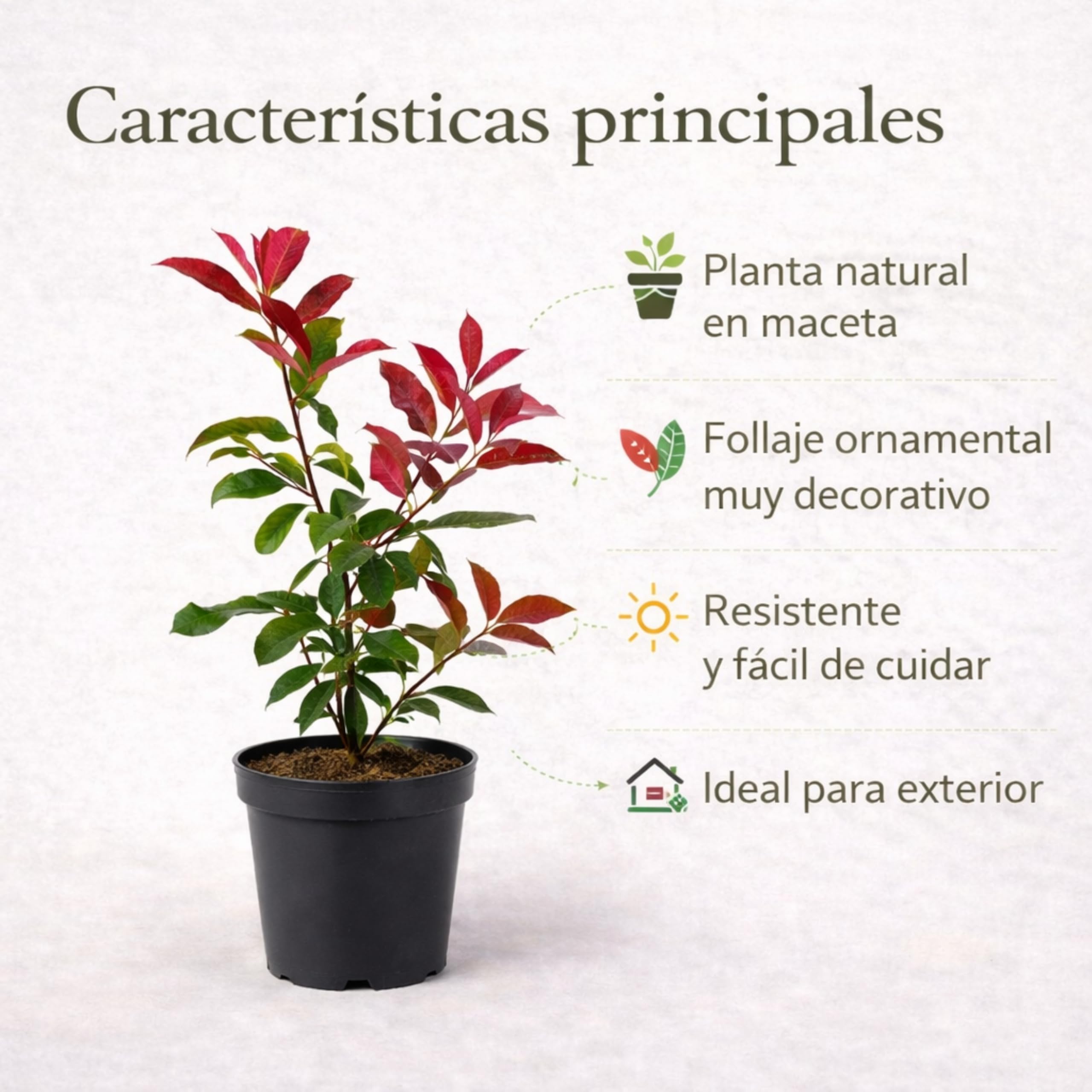 Photinia Red Robin Planta Natural en Maceta 40-50 cm de altura,Arbusto Ornamental Exterior Hoja Roja Planta Viva para Jardín Terraza Patio Seto Decorativo Fácil Cuidado. Photinia