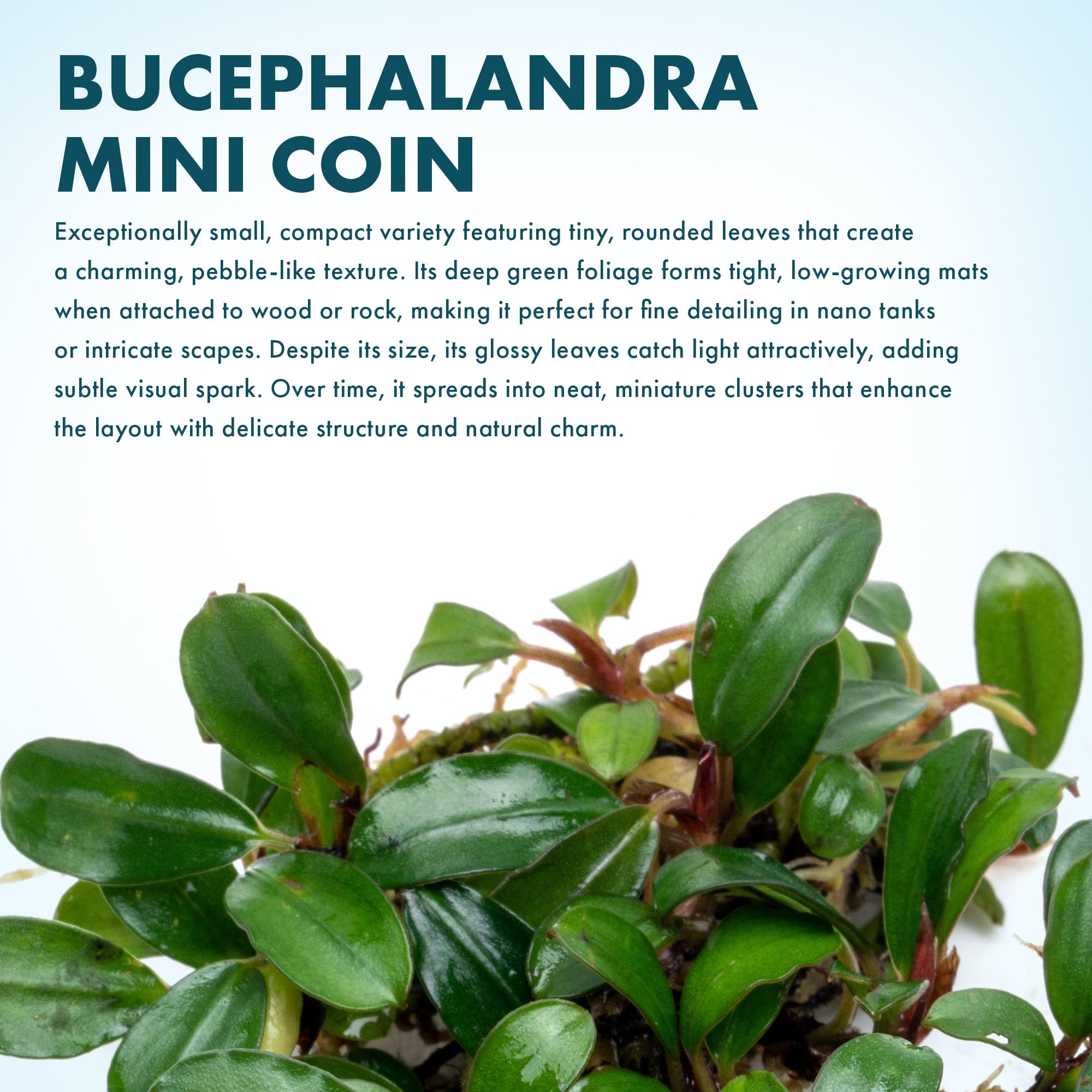 Amazon.com: SubstrateSource Bucephalandra Mini Coin Live Aquarium