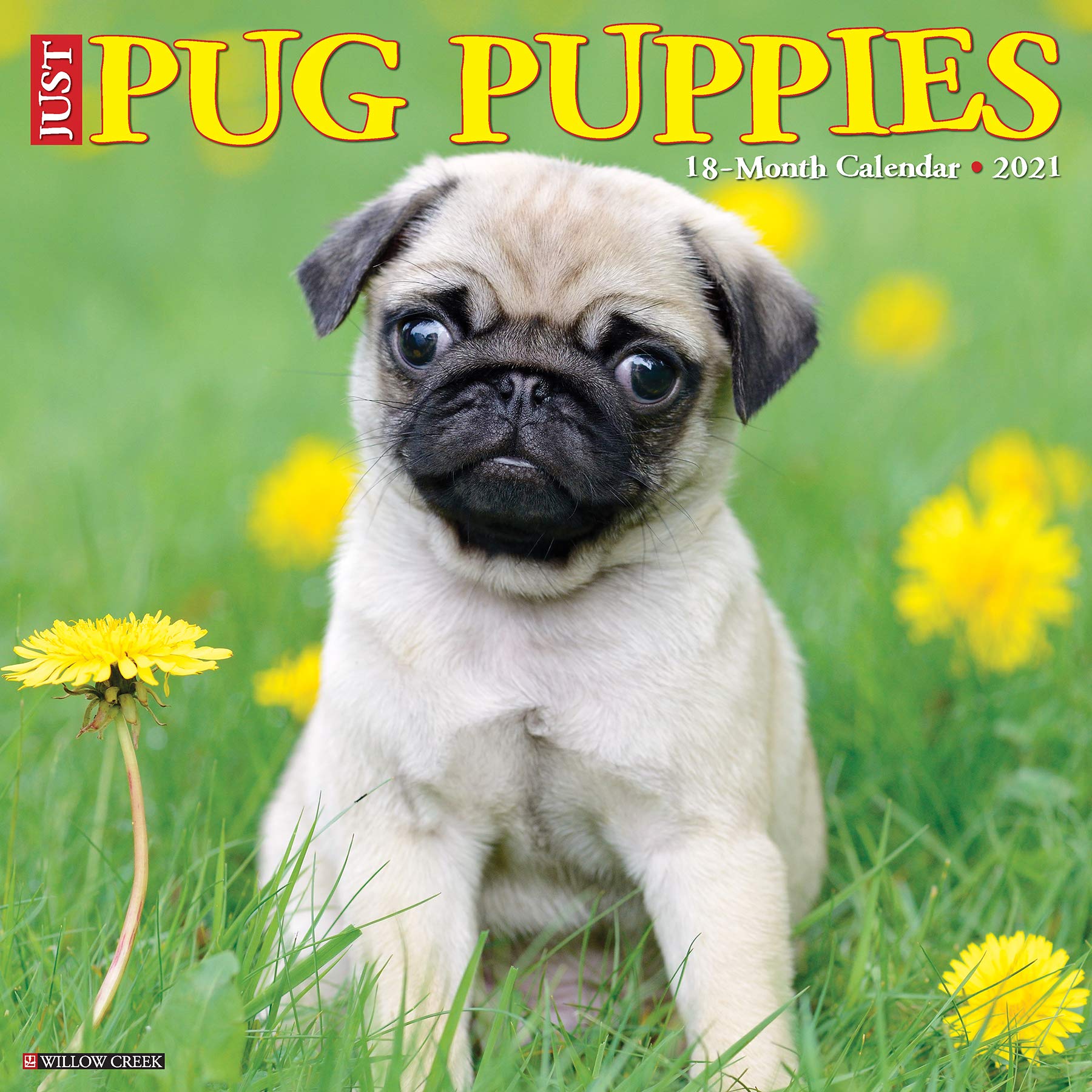 Just Pug Puppies 21 Calendar Amazon Co Uk Willow Creek Press Books