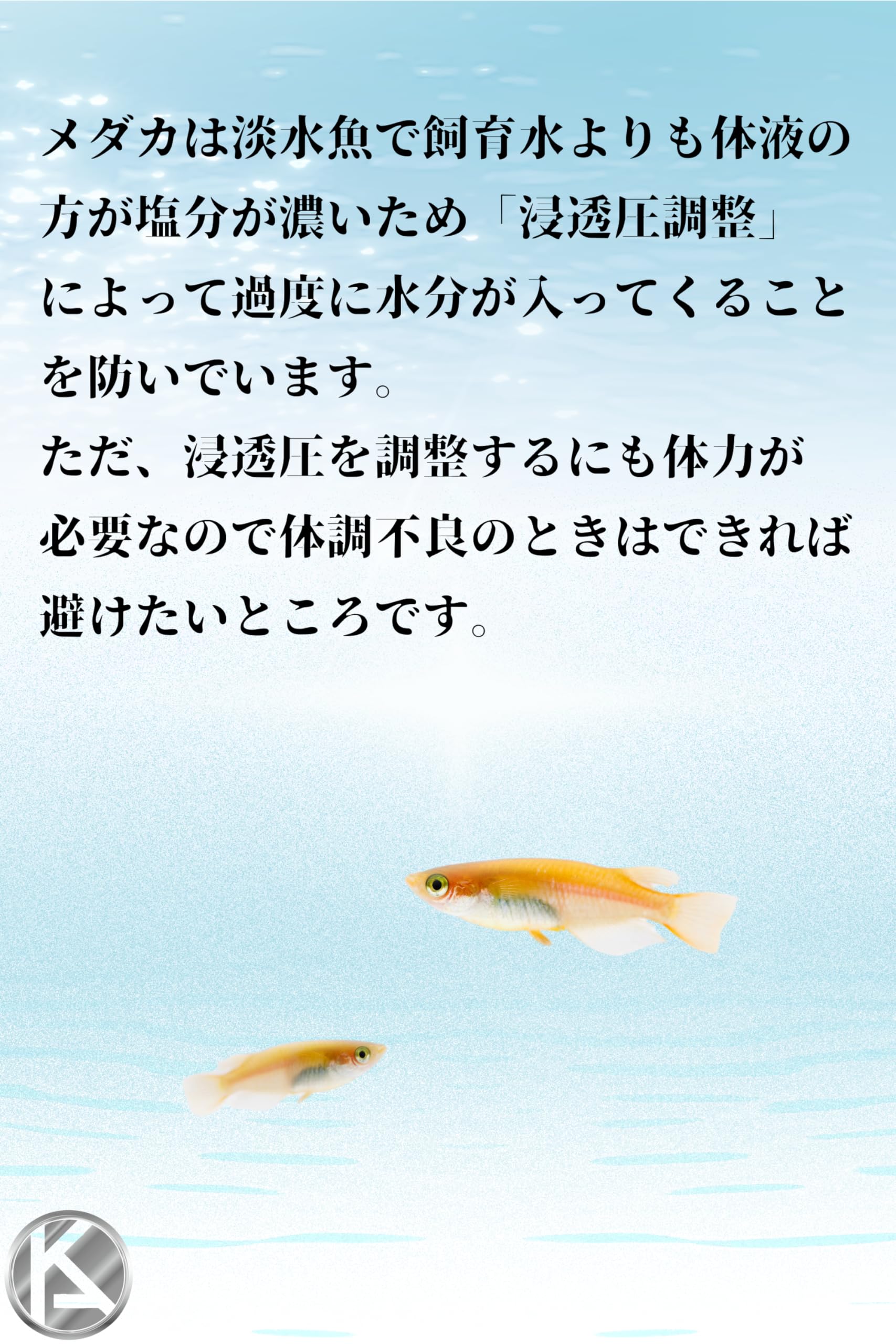 Amazon.co.jp: スドー メダカの天然珠塩 [ 200g 2 袋 ] 浸透圧 調整 に