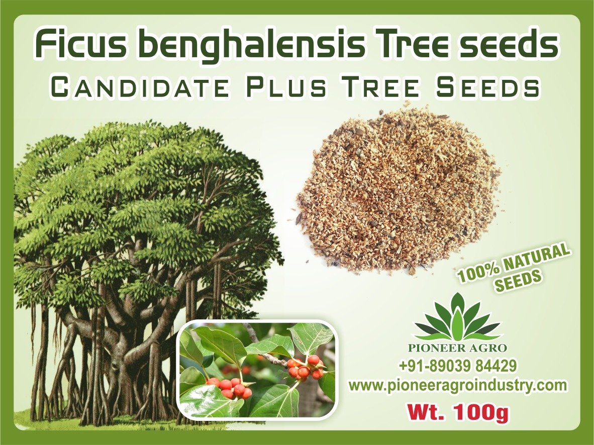 Bokashi Bran Banyan, Ficus Benghalensis Ala Maram Tree Seed, 100 g (B07BWD6R1X) Amazon Price History, Amazon Price Tracker