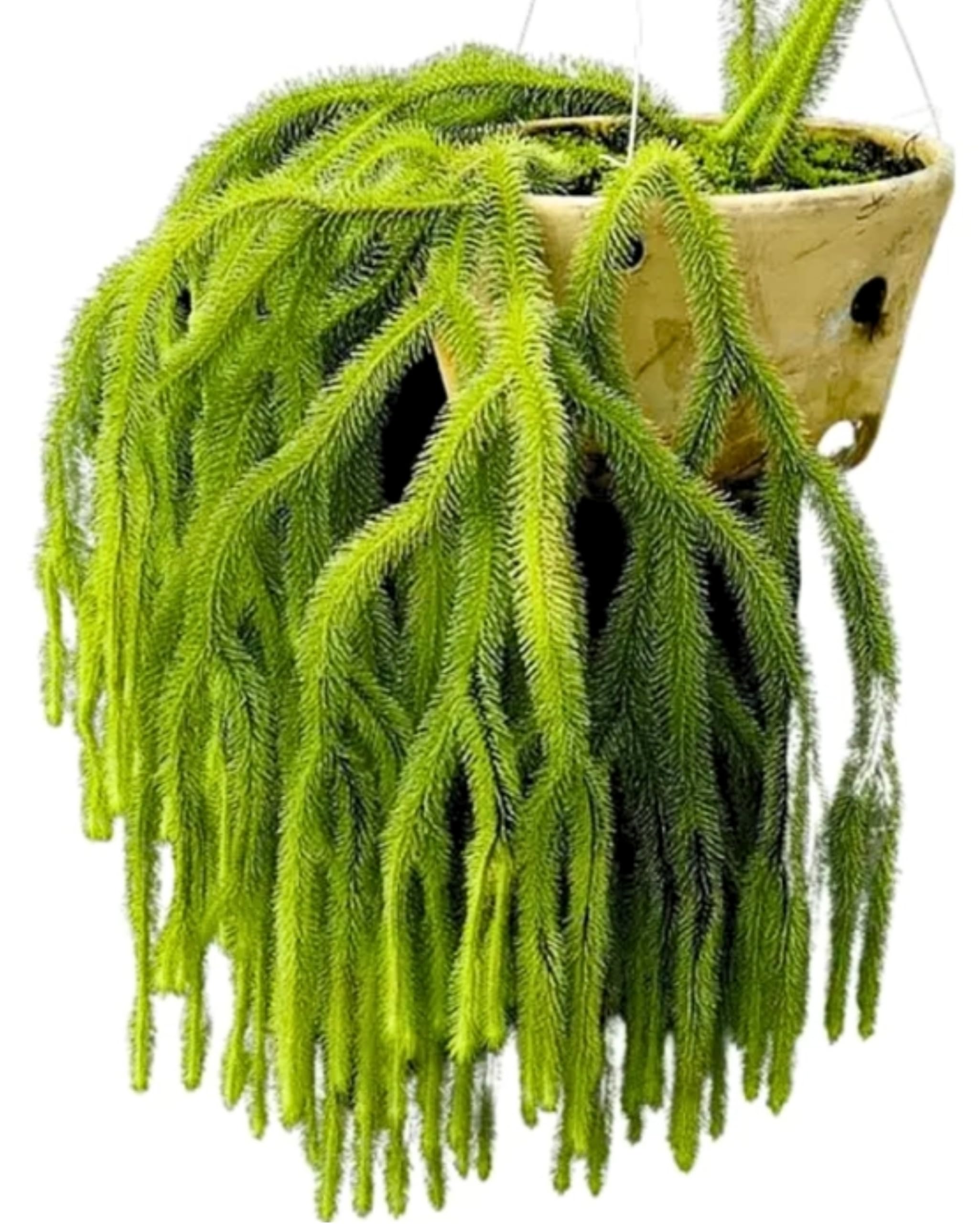 Lycopodium squareosum Ferns Potted Big Size Plants, Succulent, Cactus (B0D97Q6G6H) Amazon Price History, Amazon Price Tracker