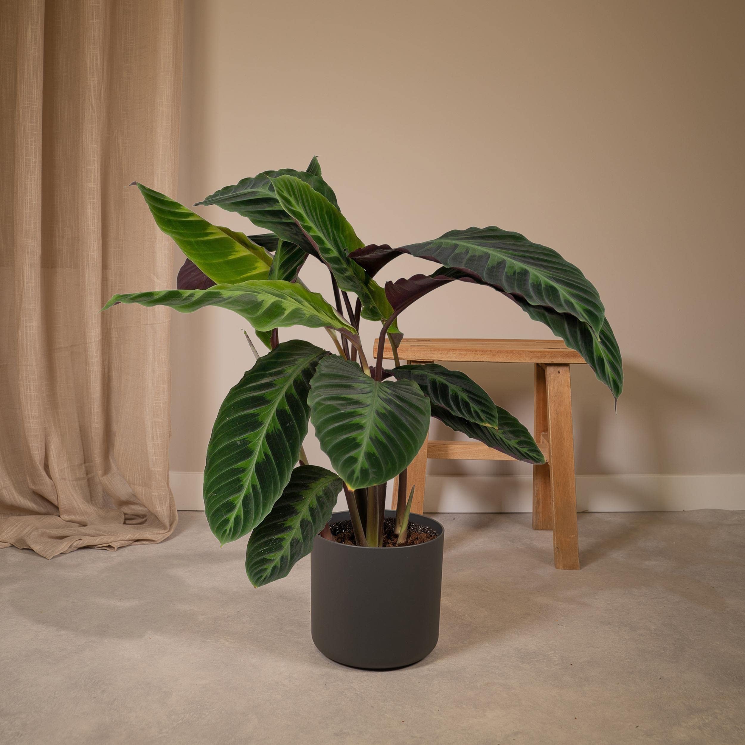 Korbmarante (Calathea Warscewiczii) - Hhe: 70 cm - Zimmerpflanze von  Botanicly : Amazon.de: Garten