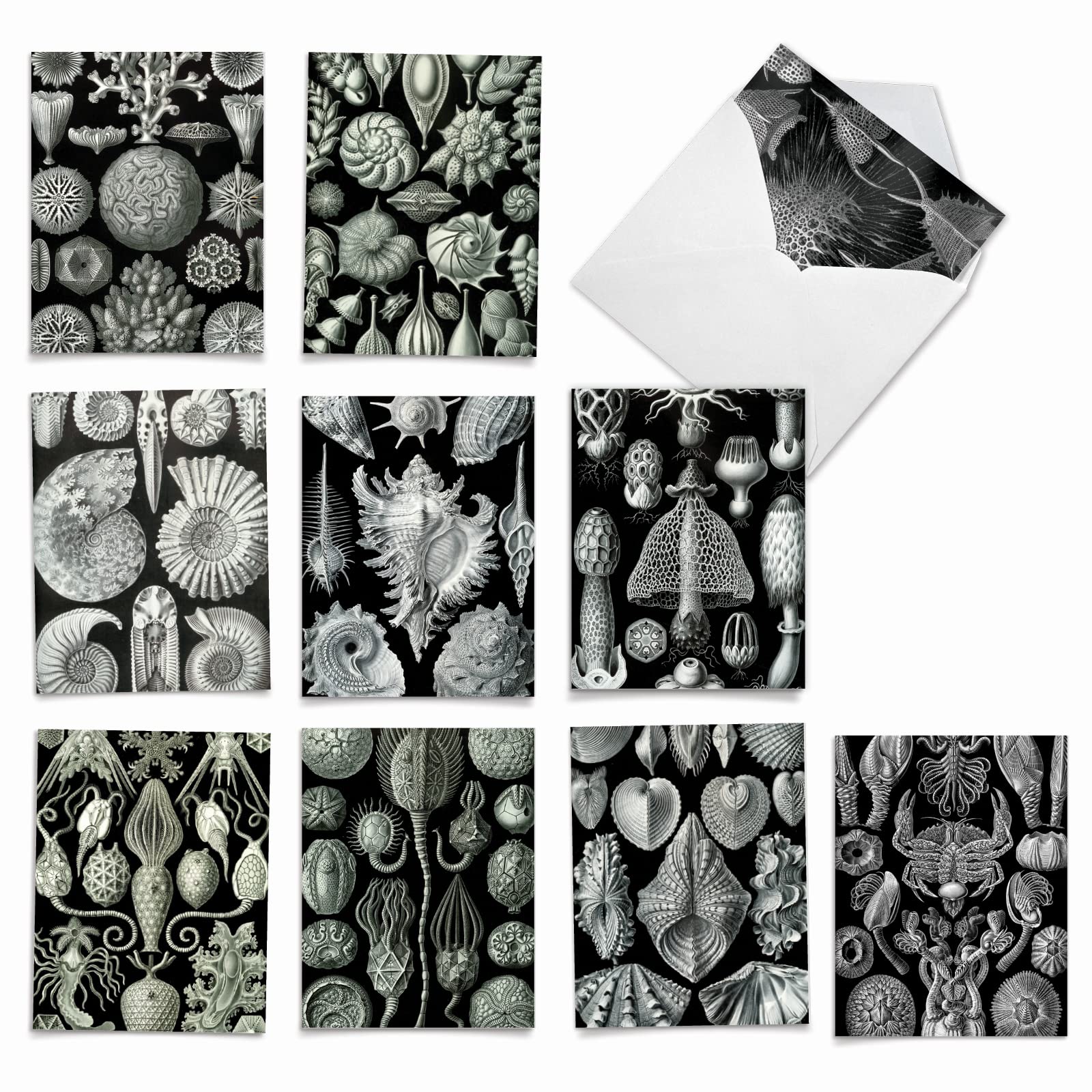 Best Card Co 10 Mini Assorted Notecards Sea Life Black &amp; White M9693OCB