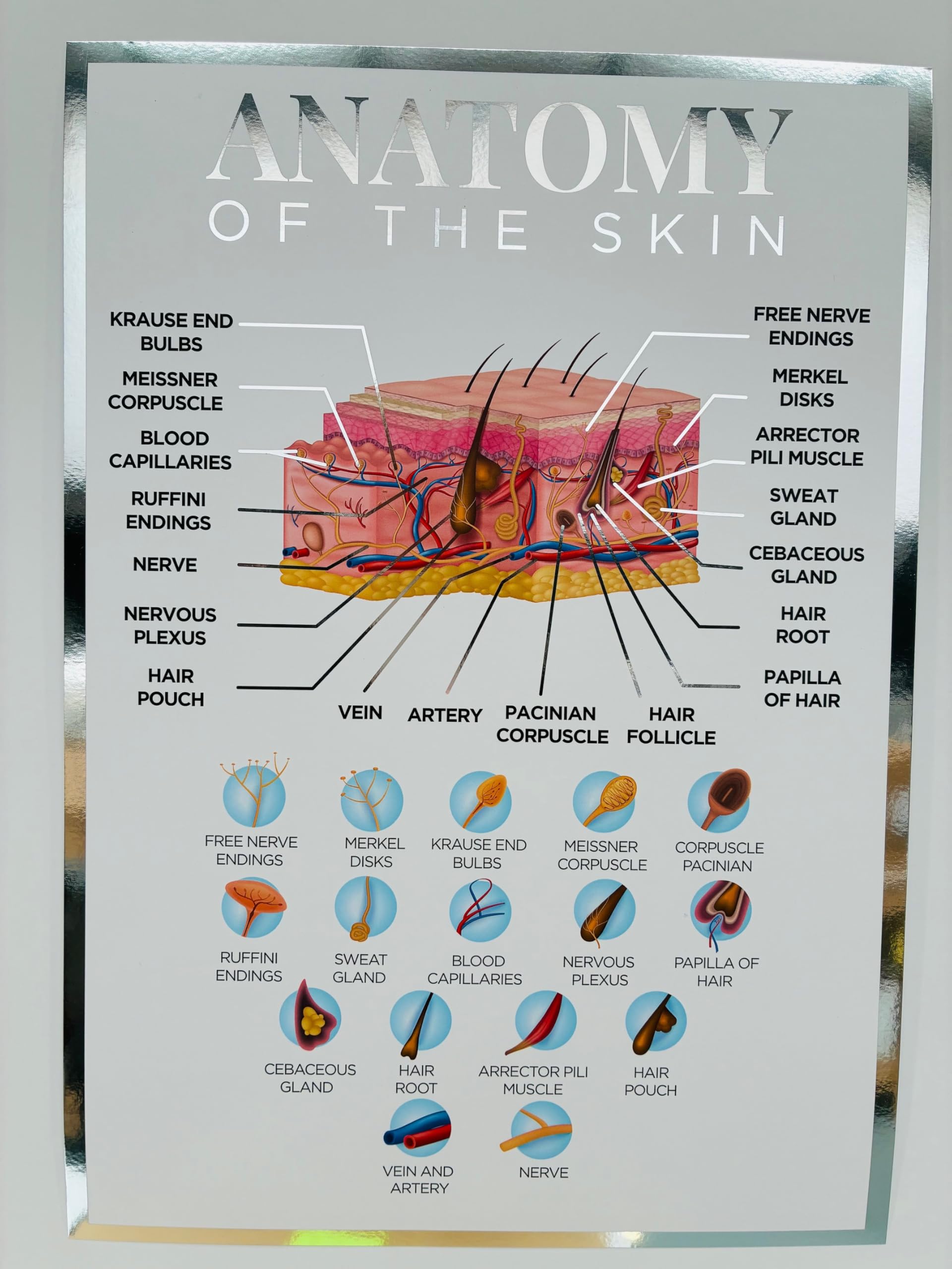 Qualiprint Anatomy of the Skin A3 Poster - Silver Foil