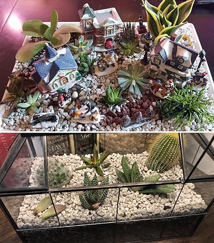 Miniatura 7 de Garden Pumice Rock Horticultural Cactus Bonsái Suculento Aditivo de suelo para plantas, paisajismo (10 libras, 12 pulgada)