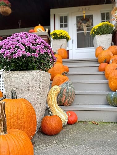 Miniatura 8 de The HC Companies Maceta cuadrada Tahoe de 16 pulgadas de alto, maceta decorativa prémium hecha de resina de piedra triturada para uso en interiores