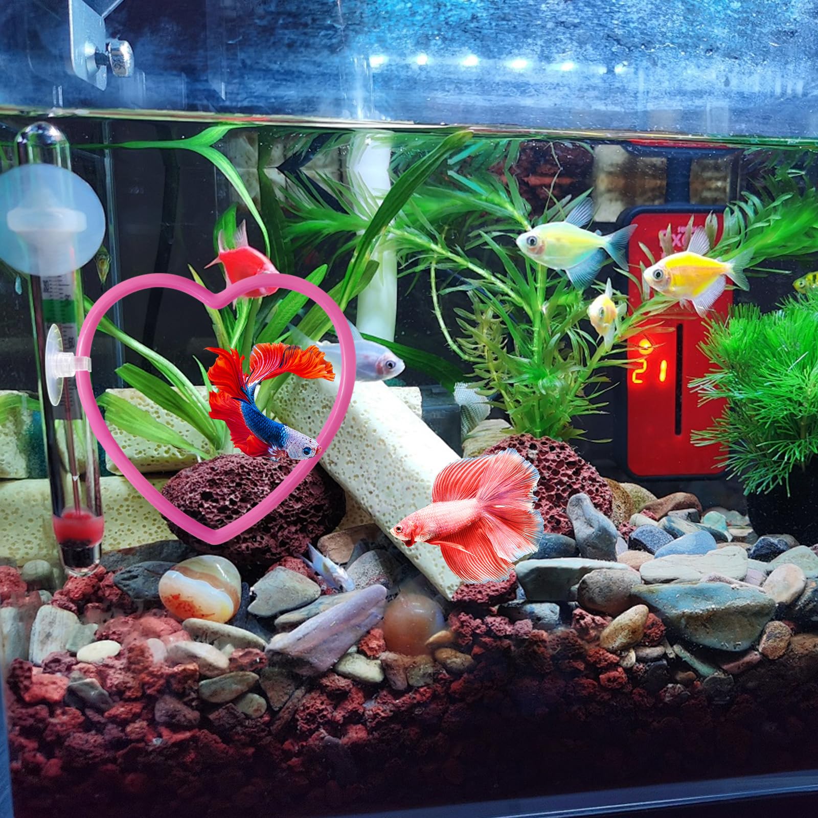 Accessoires de décoration pour Aquarium à Poissons Betta en Forme de cœur, Roses pour Poissons Betta, Accessoires d'aquarium Roses au Design et résistant