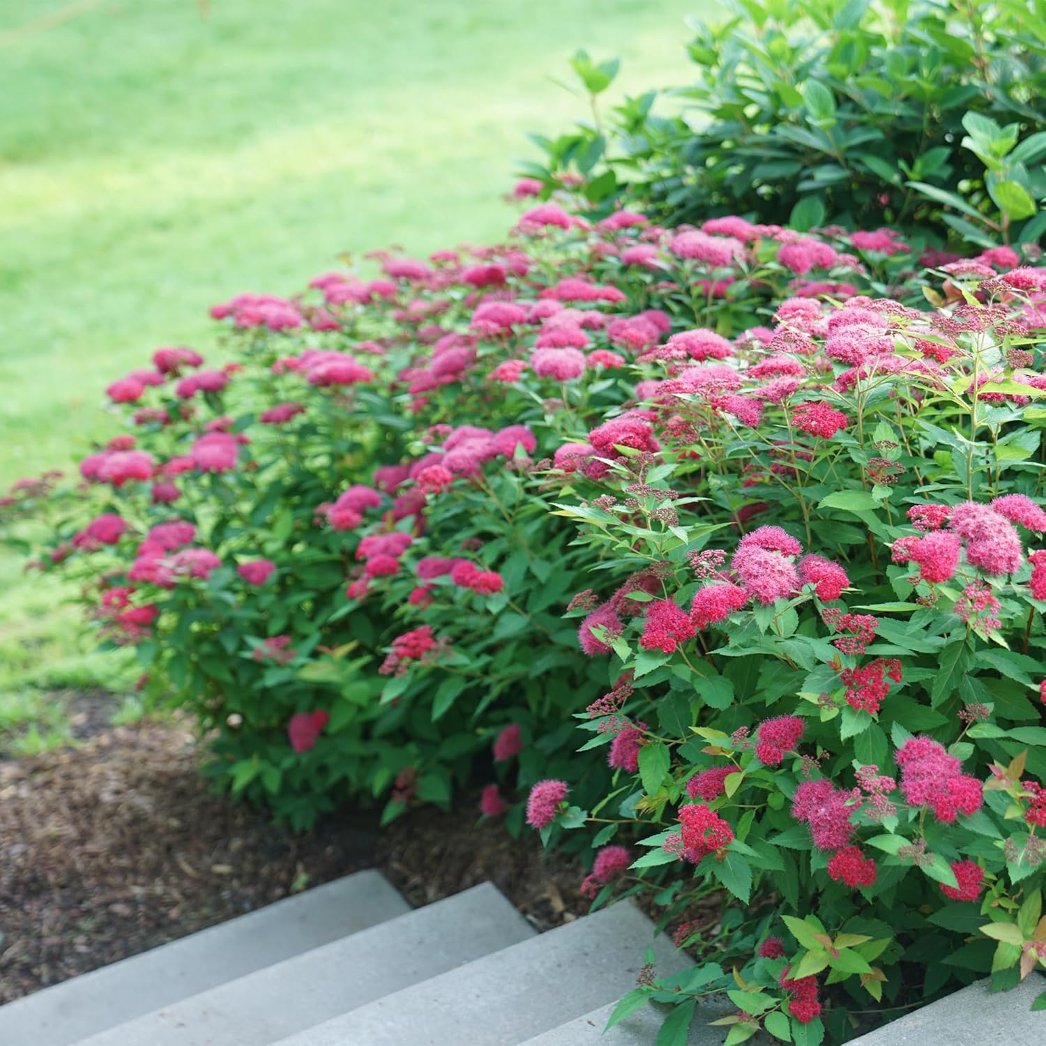 Proven Winners 2 Gal. Double Play Doozie Spirea Shrub