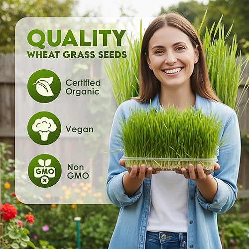 Miniatura 2 de Nature Jims Sprouts Semillas de pasto de trigo – Semillas orgánicas sin GMO para plantar, kit de plantador de hierba gatera y germinación – Bolsa